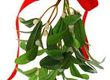 The Tradition of Mistletoe and Holly